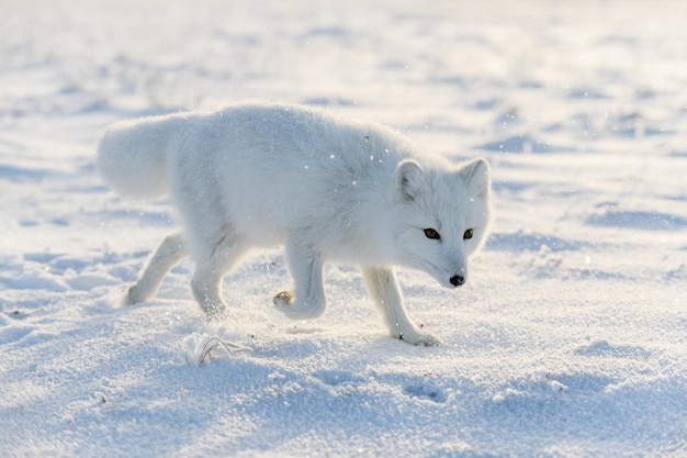 Raposa ártica selvagem Vulpes Lagopus na tundra no inverno Raposa ártica branca fecha