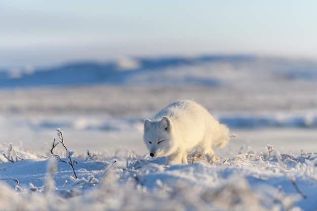 Raposa ártica selvagem Vulpes Lagopus na tundra no inverno Raposa ártica branca