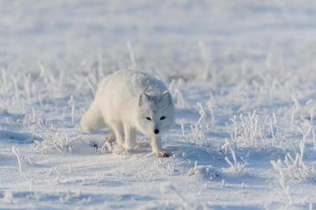 Raposa ártica selvagem Vulpes Lagopus na tundra no inverno Raposa ártica branca