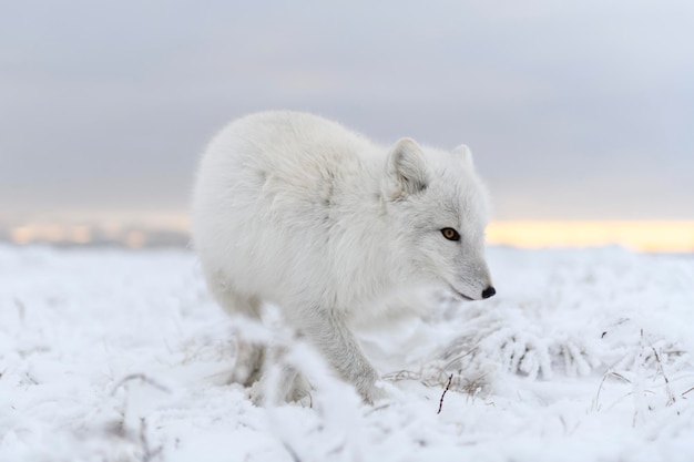 Raposa ártica selvagem Vulpes Lagopus na tundra no inverno Raposa ártica branca