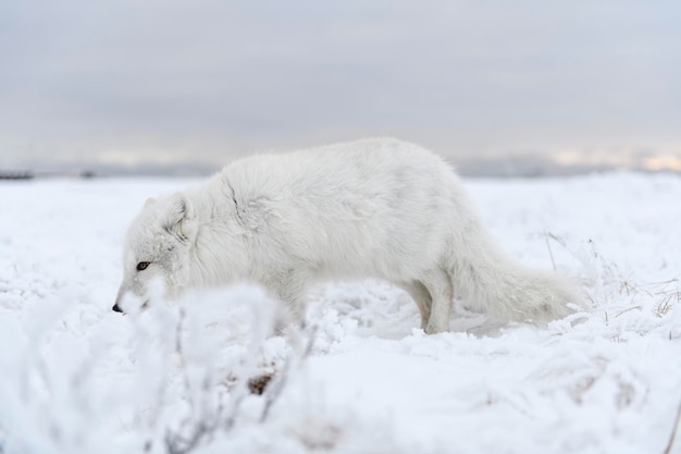 Raposa ártica selvagem Vulpes Lagopus na tundra no inverno Raposa ártica branca