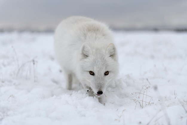 Raposa ártica selvagem Vulpes Lagopus na tundra no inverno Raposa ártica branca