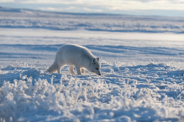 Raposa ártica selvagem Vulpes Lagopus na tundra no inverno Raposa ártica branca