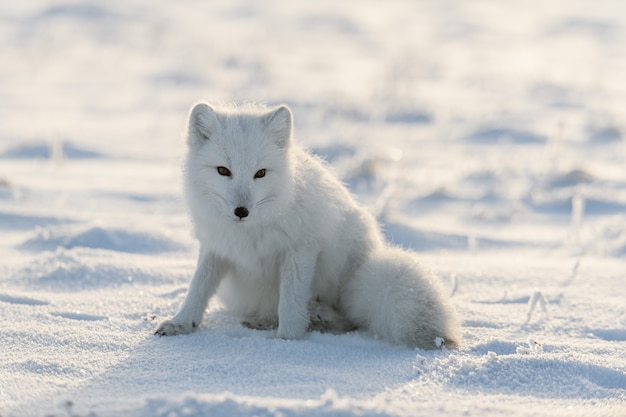 Raposa ártica selvagem (vulpes lagopus) na tundra no inverno. raposa do ártico branco sentado.