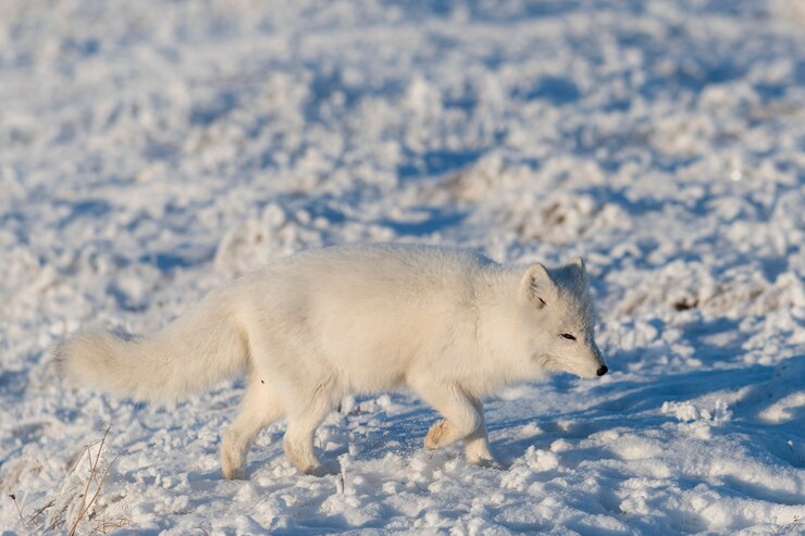Foto raposa ártica selvagem (vulpes lagopus) na tundra no inverno. raposa do ártico branco.
