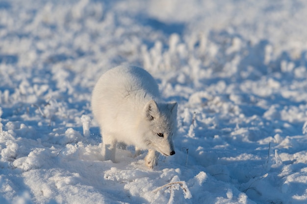 Raposa ártica selvagem (vulpes lagopus) na tundra no inverno. raposa do ártico branco.