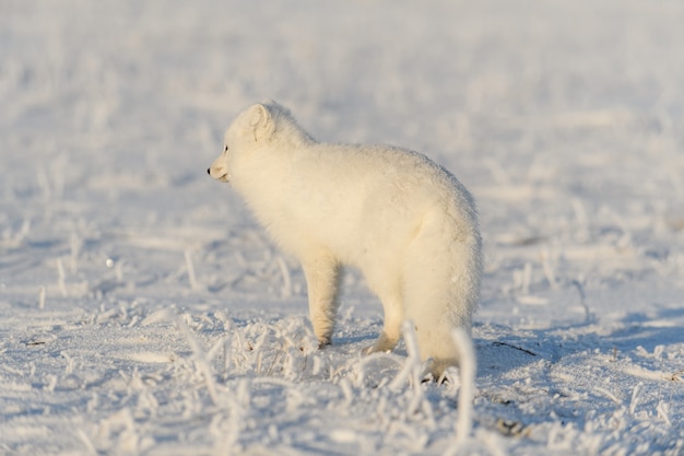 Raposa ártica selvagem (vulpes lagopus) na tundra no inverno. raposa do ártico branco.