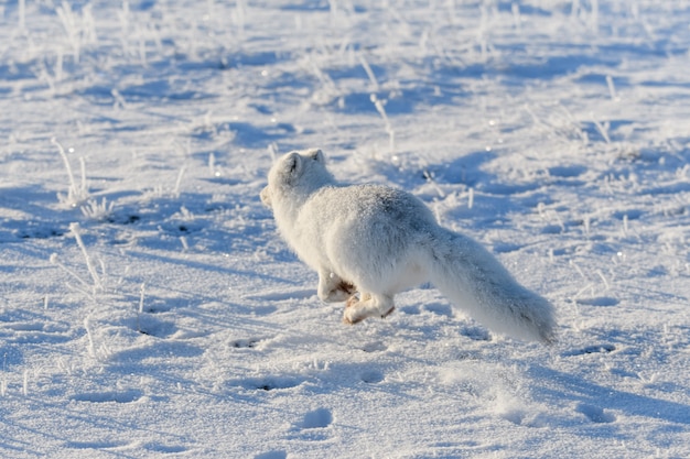 Raposa ártica selvagem (Vulpes Lagopus) na tundra no inverno. Raposa do Ártico Branco correndo.