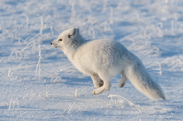 Raposa ártica selvagem (Vulpes Lagopus) na tundra no inverno. Raposa do Ártico Branco correndo.