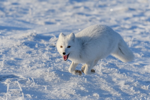 Raposa ártica selvagem (Vulpes Lagopus) na tundra no inverno. Raposa do Ártico Branco correndo.