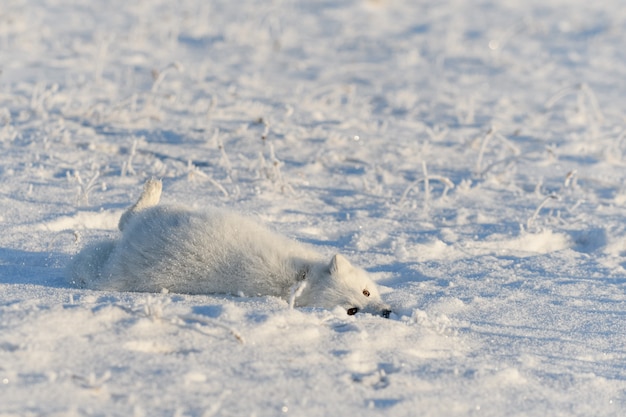 Raposa ártica selvagem (Vulpes Lagopus) na tundra no inverno. Raposa do Ártico Branco mentindo. Dormindo na tundra.