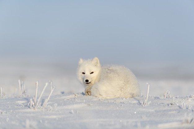 Raposa ártica selvagem (Vulpes Lagopus) na tundra no inverno. Raposa do Ártico Branco mentindo. Dormindo na tundra.