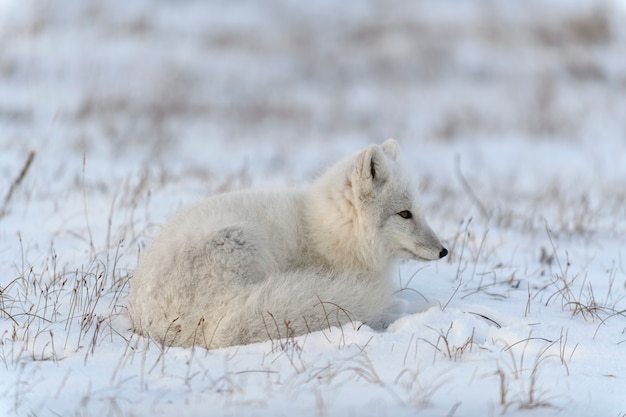 Raposa ártica selvagem (Vulpes Lagopus) na tundra no inverno. Raposa do Ártico Branco mentindo.