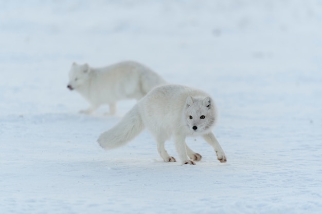 Raposa ártica selvagem (Vulpes Lagopus) na tundra no inverno. Raposa do Ártico Branco.