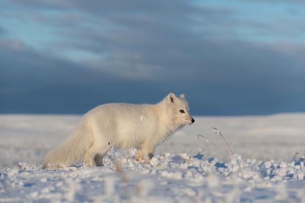 Raposa ártica selvagem (Vulpes Lagopus) na tundra no inverno. Raposa do Ártico Branco.