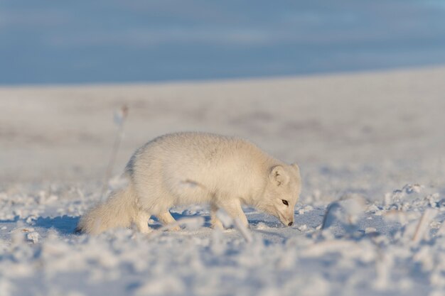 Raposa ártica selvagem (Vulpes Lagopus) na tundra no inverno. Raposa do Ártico Branco.