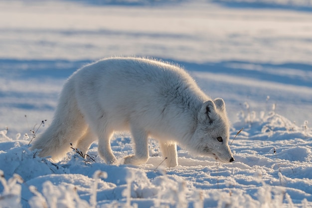 Raposa ártica selvagem (Vulpes Lagopus) na tundra no inverno. Raposa do Ártico Branco.