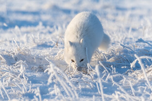 Raposa ártica selvagem (Vulpes Lagopus) na tundra no inverno. Raposa do Ártico Branco.