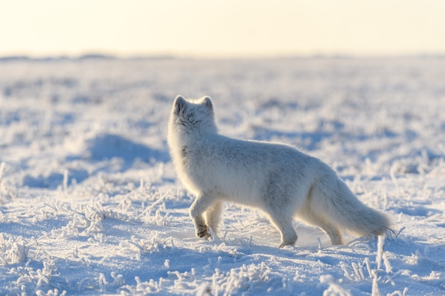 Raposa ártica selvagem (Vulpes Lagopus) na tundra no inverno. Raposa do Ártico Branco.