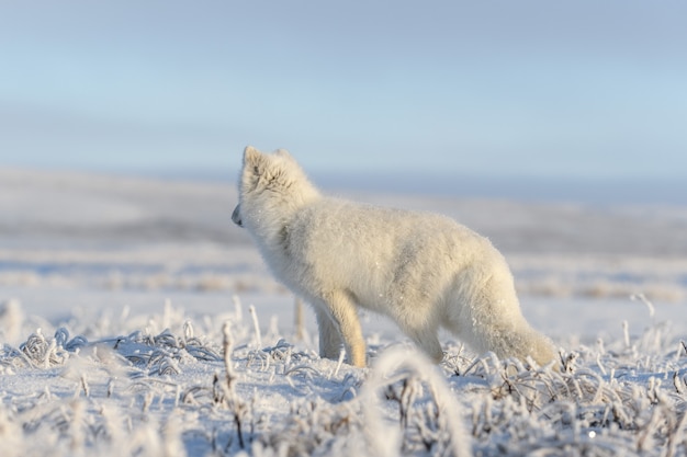 Raposa ártica selvagem (Vulpes Lagopus) na tundra no inverno. Raposa do Ártico Branco.