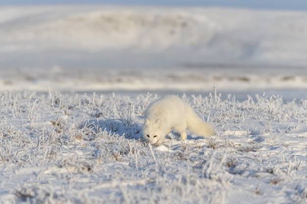 Raposa ártica selvagem (Vulpes Lagopus) na tundra no inverno. Raposa do Ártico Branco.