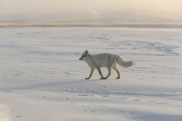 Raposa ártica selvagem (Vulpes Lagopus) na tundra no inverno.