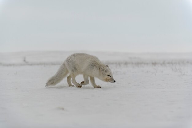 Raposa ártica selvagem (Vulpes Lagopus) na tundra no inverno.