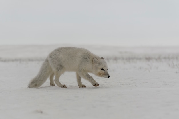 Raposa ártica selvagem (Vulpes Lagopus) na tundra no inverno.