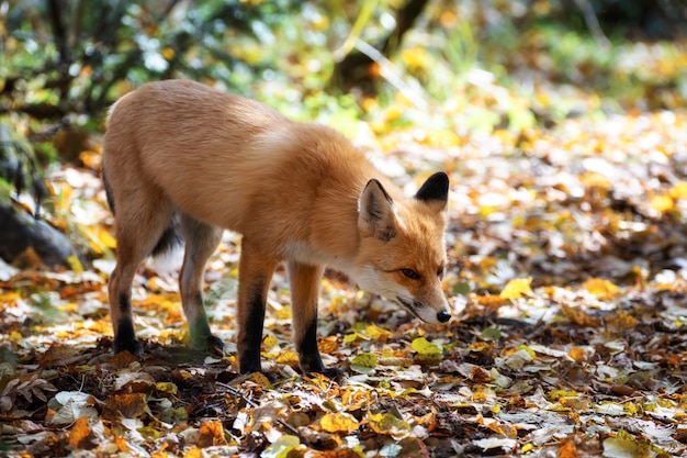 Raposa cautelosa parou na orla da floresta nas folhas de outono.