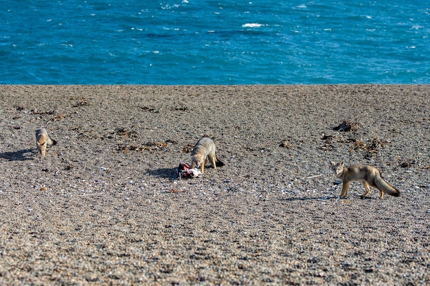 Raposa cinza comendo um pinguim na praia