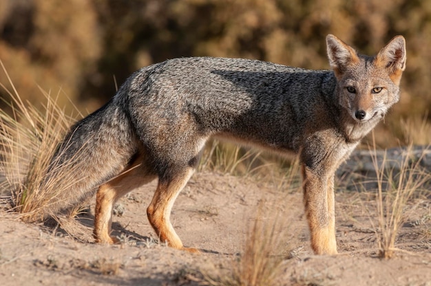 Raposa cinzenta dos Pampas no ambiente de grama dos Pampas Província de La Pampa Patagônia Argentina