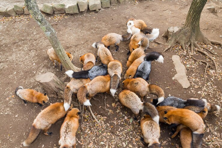 Foto raposa comendo comida