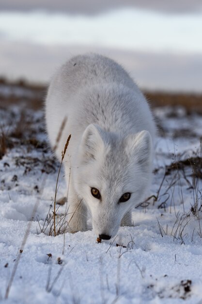 Foto raposa do ártico no inverno na tundra siberiana close-up.