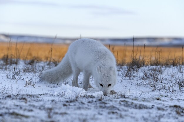 Foto raposa do ártico no inverno na tundra siberiana