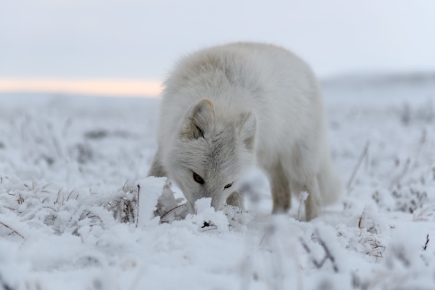 Foto raposa do ártico no inverno na tundra siberiana