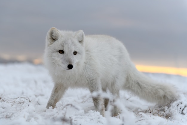 Raposa do ártico no inverno na tundra siberiana