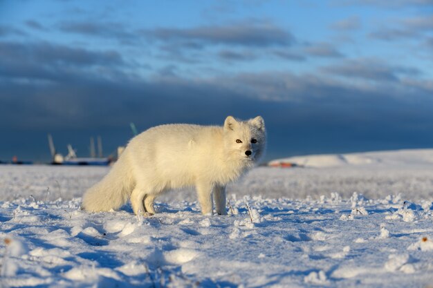Raposa do Ártico no inverno na tundra siberiana