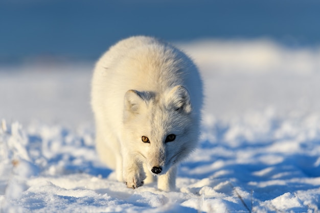 Raposa do ártico no inverno na tundra siberiana