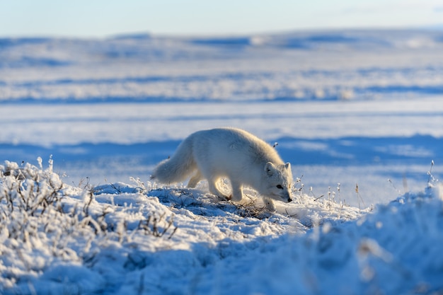 Raposa do ártico no inverno na tundra siberiana