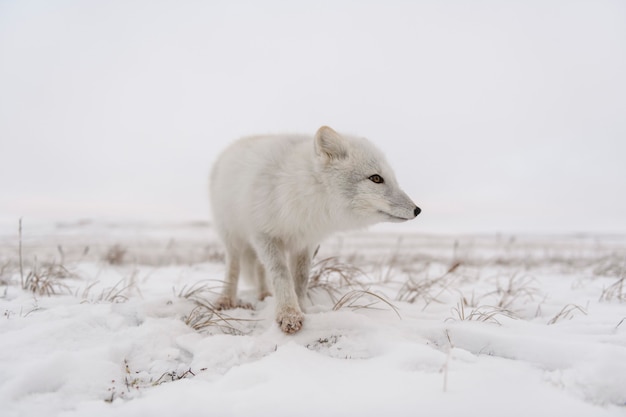 Raposa do Ártico no inverno na tundra siberiana