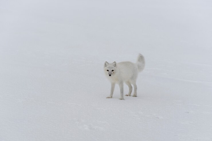 Foto raposa do ártico no inverno na tundra siberiana