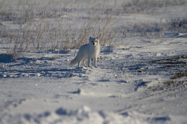 Raposa do Ártico ou Vulpes Lagopus em casaco de inverno branco com grama ao fundo olhando para a câmera