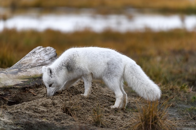 Raposa do ártico (vulpes lagopus) na tundra selvagem. raposa do ártico na praia.