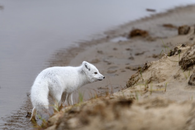 Raposa do ártico (vulpes lagopus) na tundra selvagem. raposa do ártico na praia.