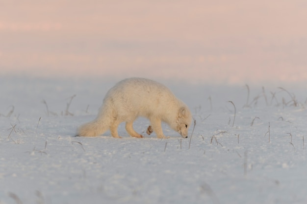 Raposa do ártico (vulpes lagopus) na tundra wilde ao pôr do sol. hora dourada.