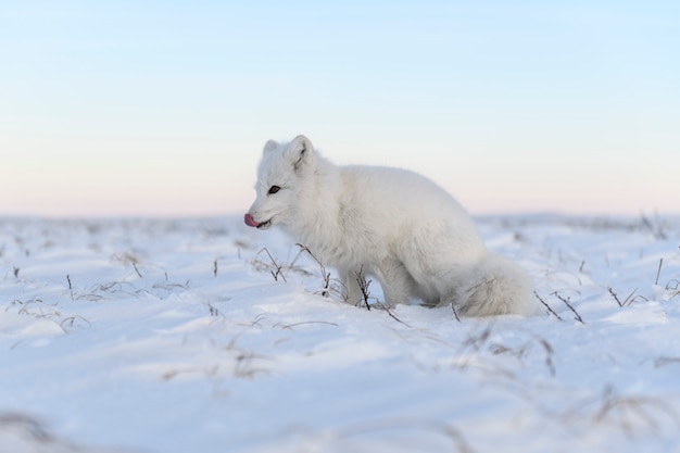 Raposa do Ártico (Vulpes Lagopus) na tundra wilde. Raposa do Ártico Branco sentado.