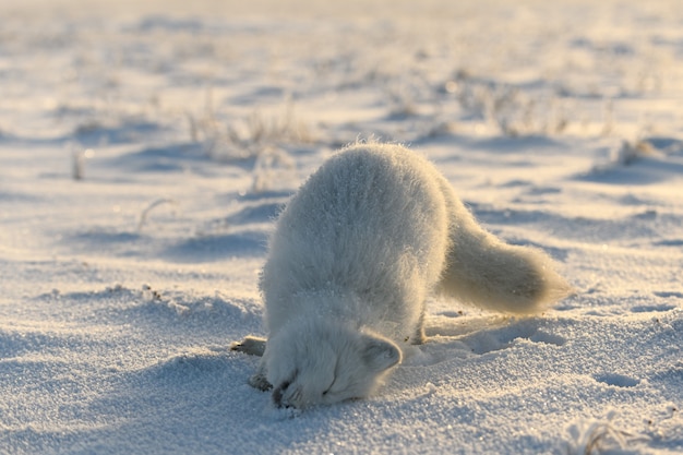 Raposa do ártico (vulpes lagopus) na tundra wilde. raposa do ártico mentindo. dormindo na tundra.