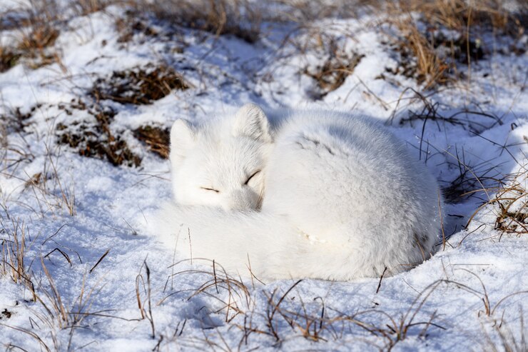 Foto raposa do ártico (vulpes lagopus) na tundra wilde. raposa do ártico mentindo. dormindo na tundra.