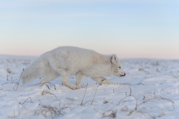 Raposa do Ártico (Vulpes Lagopus) no inverno na tundra siberiana com fundo industrial.