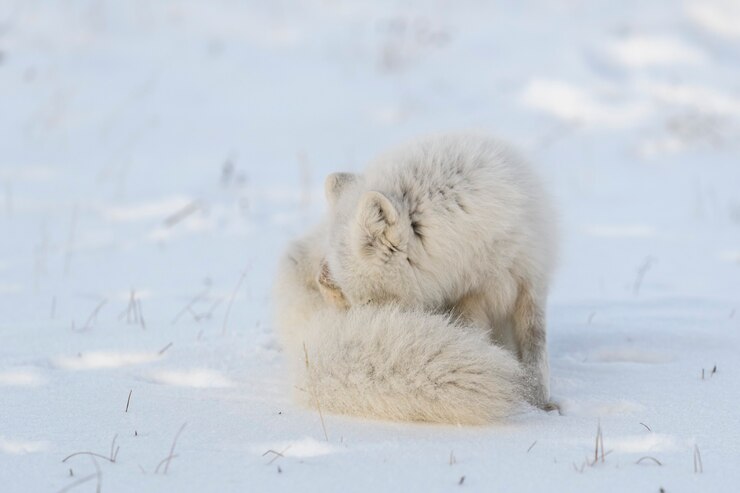 Foto raposa do ártico (vulpes lagopus) sentado e arranhando em gnus